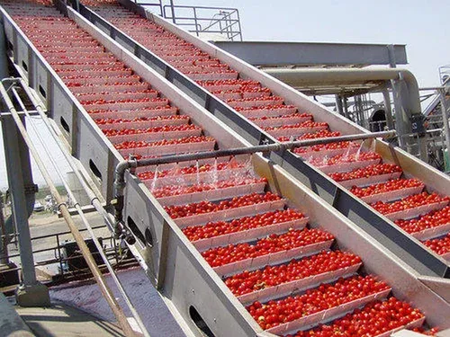 Tomato Ketchup Plant