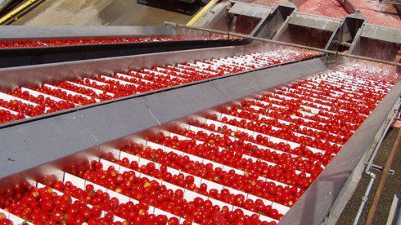 How To Make Tomato Sauce Step By Step In a Factory 